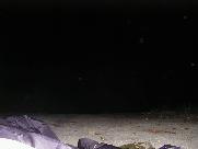 Shooting stars