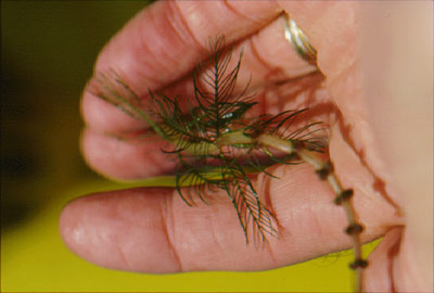 A close-up of one fragment of milfoil with flowering stalk