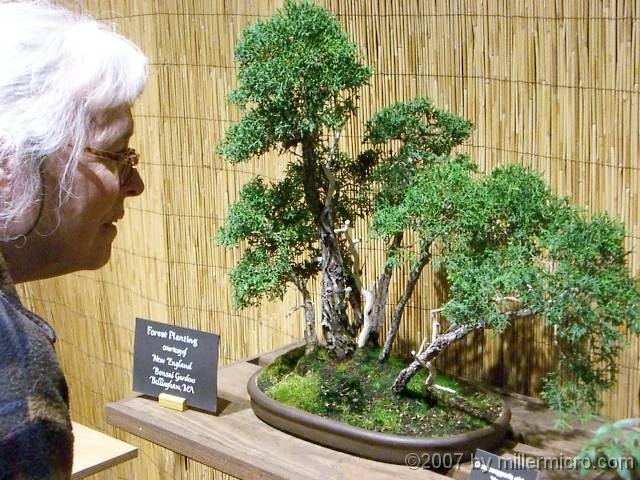 070323FlowerShow627 All trees, great and small. Jill admires a bonsai grove.