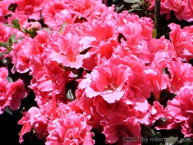 070323FlowerShow647 