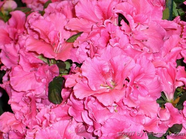 070323FlowerShow648 