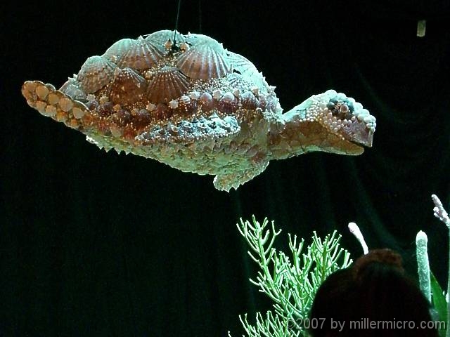 070323FlowerShow667 In the green-tinted depths, a turtle swims by. Or, is is a shell-fish?