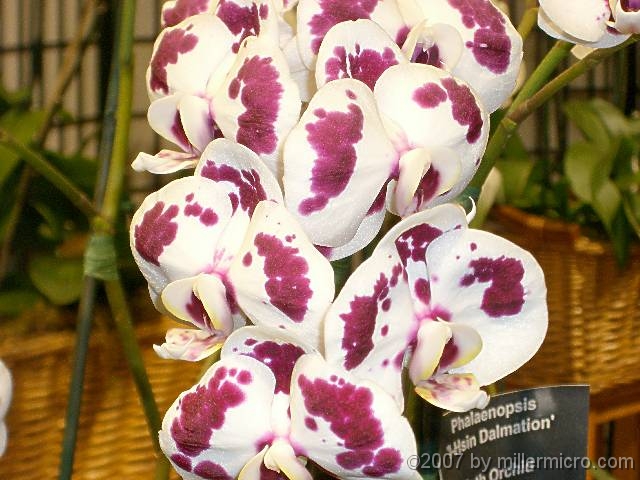 070323FlowerShow683 
