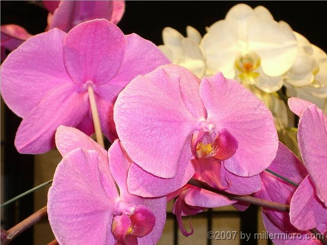 070323FlowerShow689 