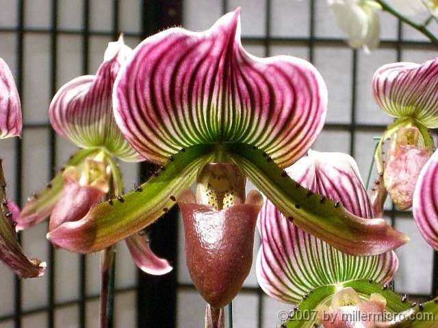 070323FlowerShow693 Exotic orchids.