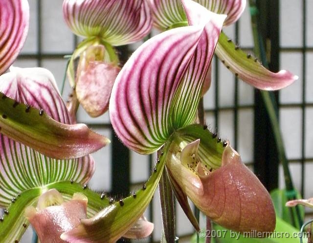 070323FlowerShow695 