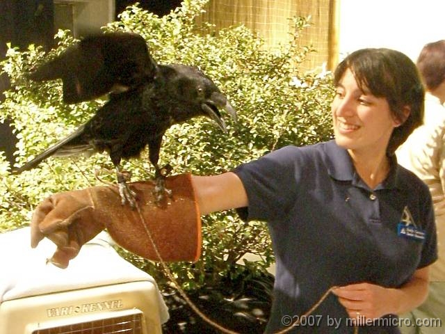 070323FlowerShow699 Not all flower shows have raven exhibits! Mass. Audubon Society staffers from the <a href=http://www.massaudubon.org/bluehills/>Blue Hill Trailside Museum</a> and their animal friends drew a good crowd.