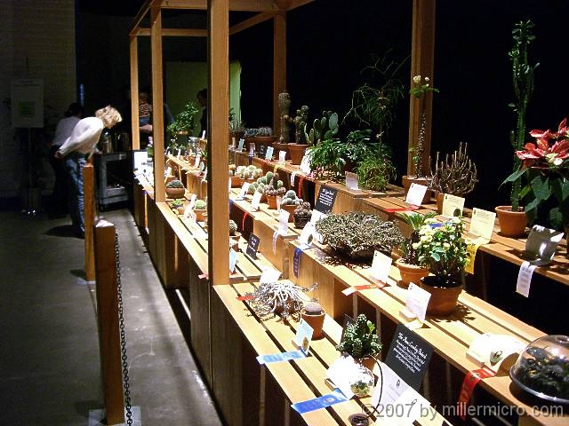 070323FlowerShow702 