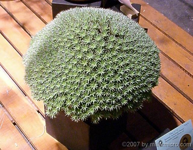 070323FlowerShow705 