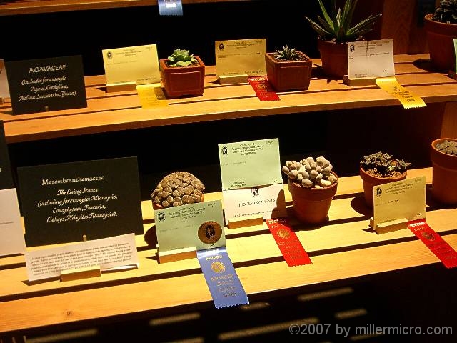 070323FlowerShow706 