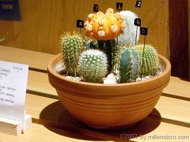 070323FlowerShow709 