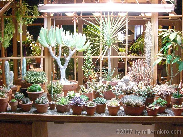 070323FlowerShow715 