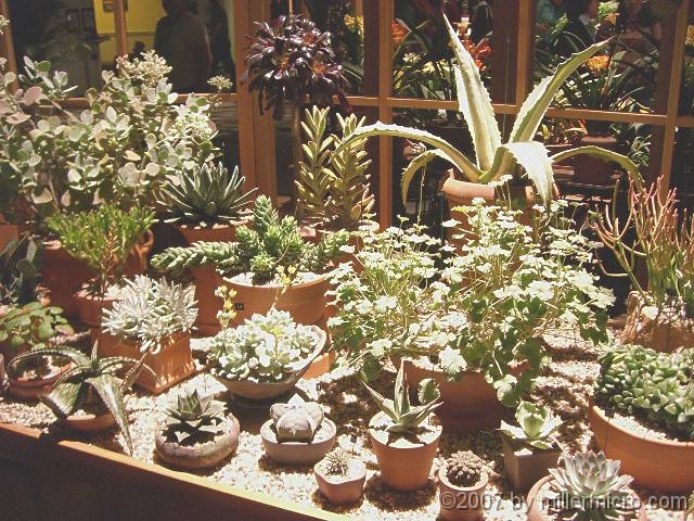 070323FlowerShow716 