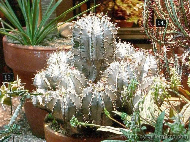 070323FlowerShow719 