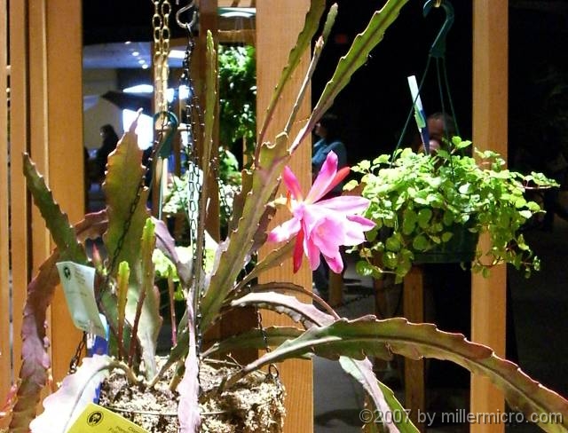 070323FlowerShow722 