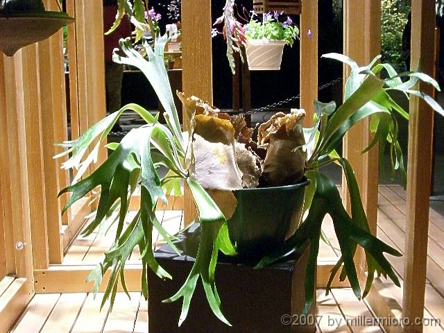 070323FlowerShow724 Staghorn fern.