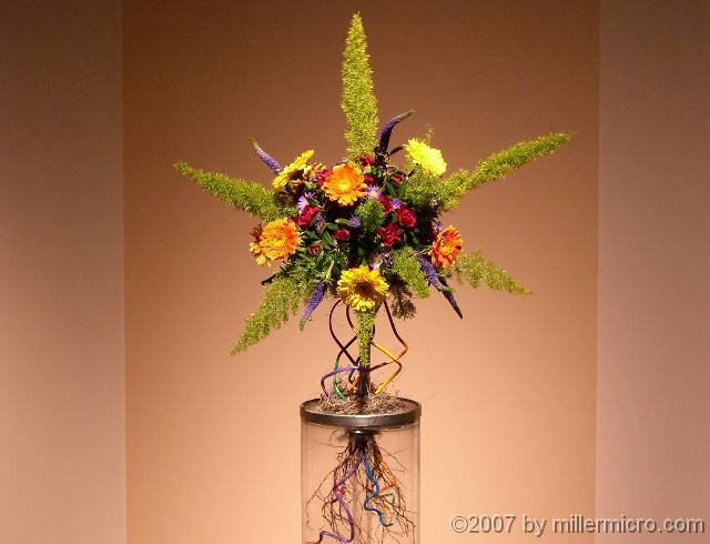 070323FlowerShow731 And completing this circuit, some unusually wiry roots.
