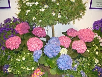 070323FlowerShow617