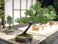 070323FlowerShow626