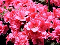 070323FlowerShow647 