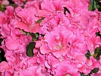070323FlowerShow648 