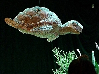 070323FlowerShow667 In the green-tinted depths, a turtle swims by. Or, is is a shell-fish?