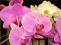 070323FlowerShow689 