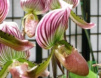 070323FlowerShow695 