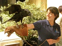 070323FlowerShow699 Not all flower shows have raven exhibits! Mass. Audubon Society staffers from the 
