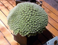 070323FlowerShow705