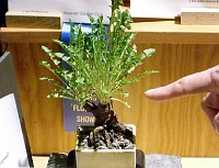 070323FlowerShow708