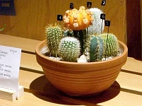 070323FlowerShow709