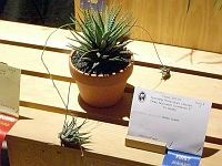 070323FlowerShow712