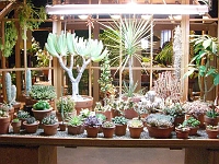 070323FlowerShow715