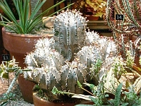 070323FlowerShow719