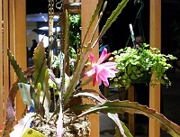 070323FlowerShow722 
