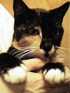 Morgan the Wonder Cat