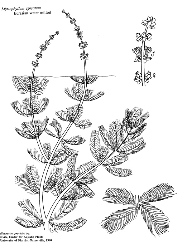 Bryozoan