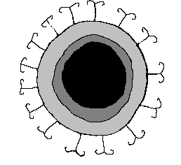 Bryozoan